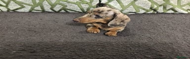 Miniature Dachshund Puppy 1