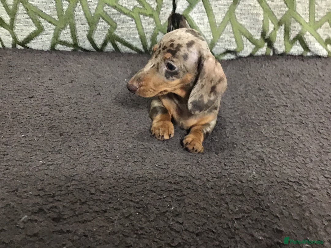 Miniature Dachshund dogs for sale: Mini Daxies true to type - Advert 7