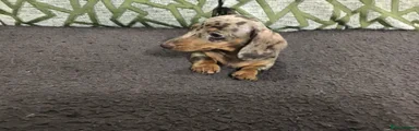 Miniature Dachshund Puppy 1