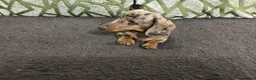 Miniature Dachshund dogs for sale: Mini Daxies true to type - Advert 6