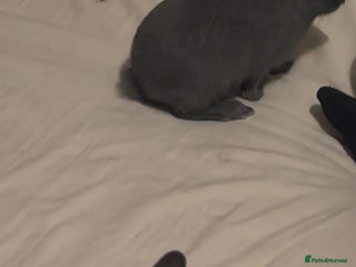 Mixed Breed rabbits Rabbits - Advert 1