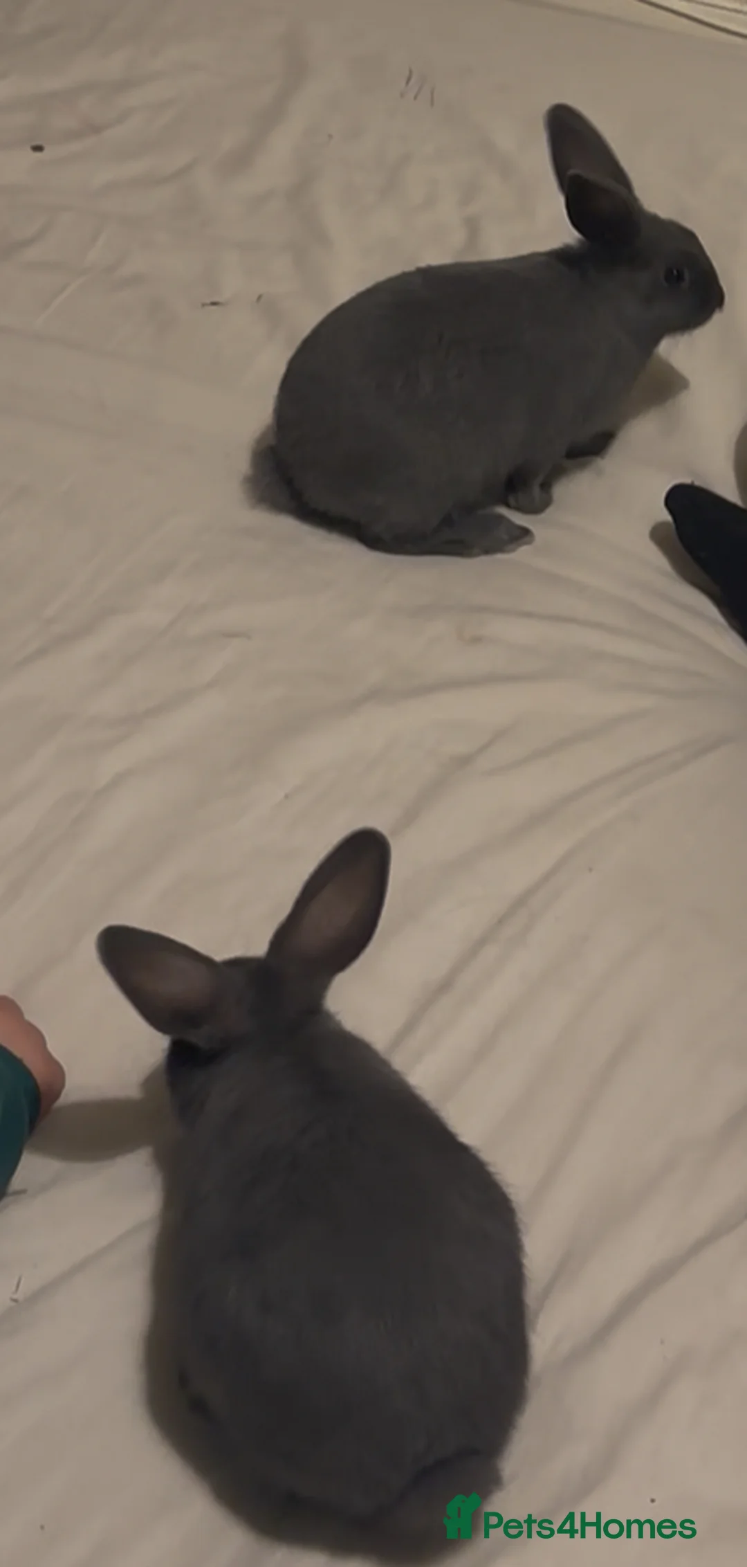 Mixed Breed rabbits for sale: Rabbits - Advert 1