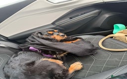 Cavalier King Charles Spaniel dogs for sale: Cavalier King Charles Spaniel Puppy - Image 3
