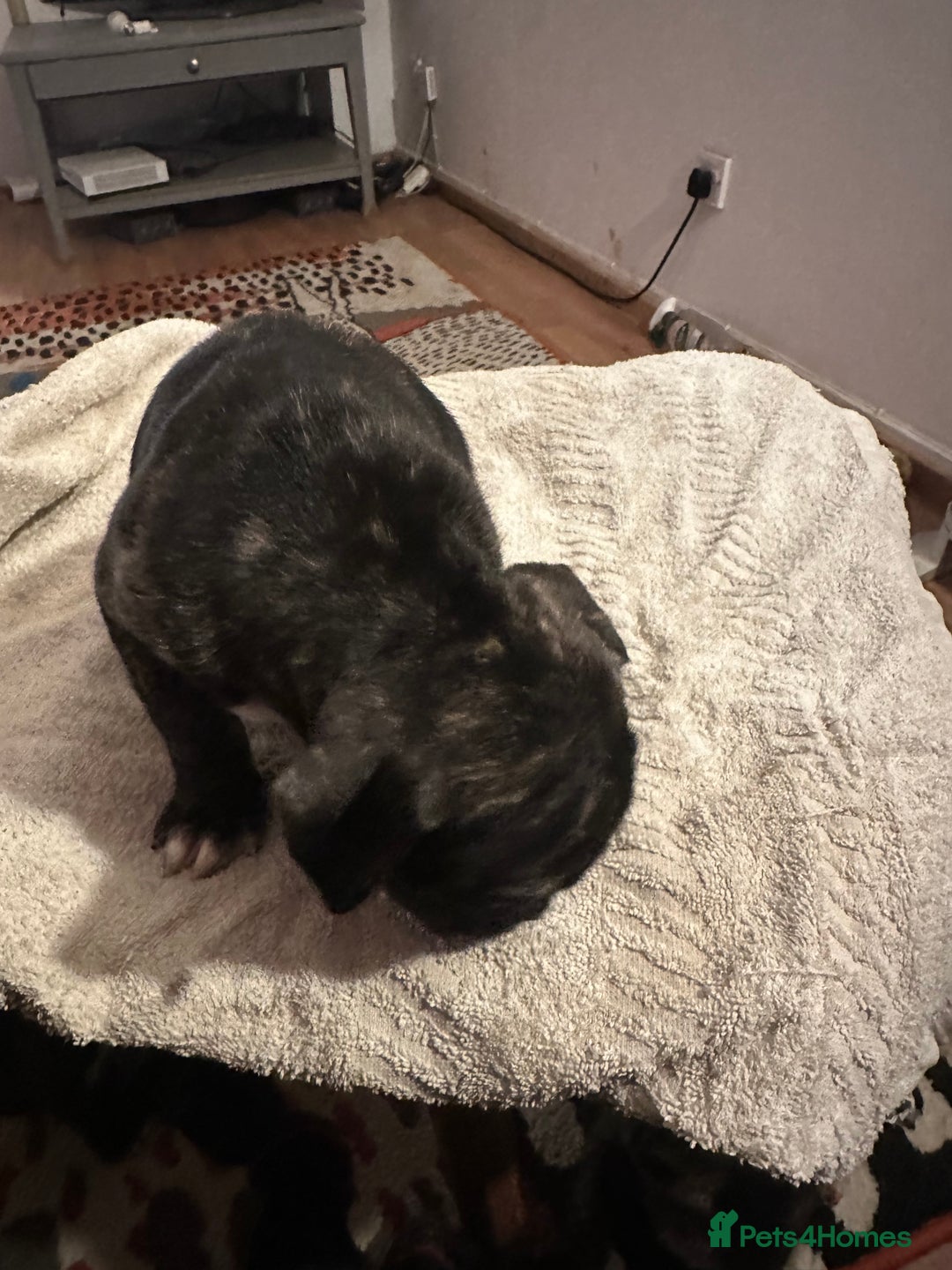 Mixed Breed dogs for sale: Beautiful staffy puppies looking for forever home  - Advert 32