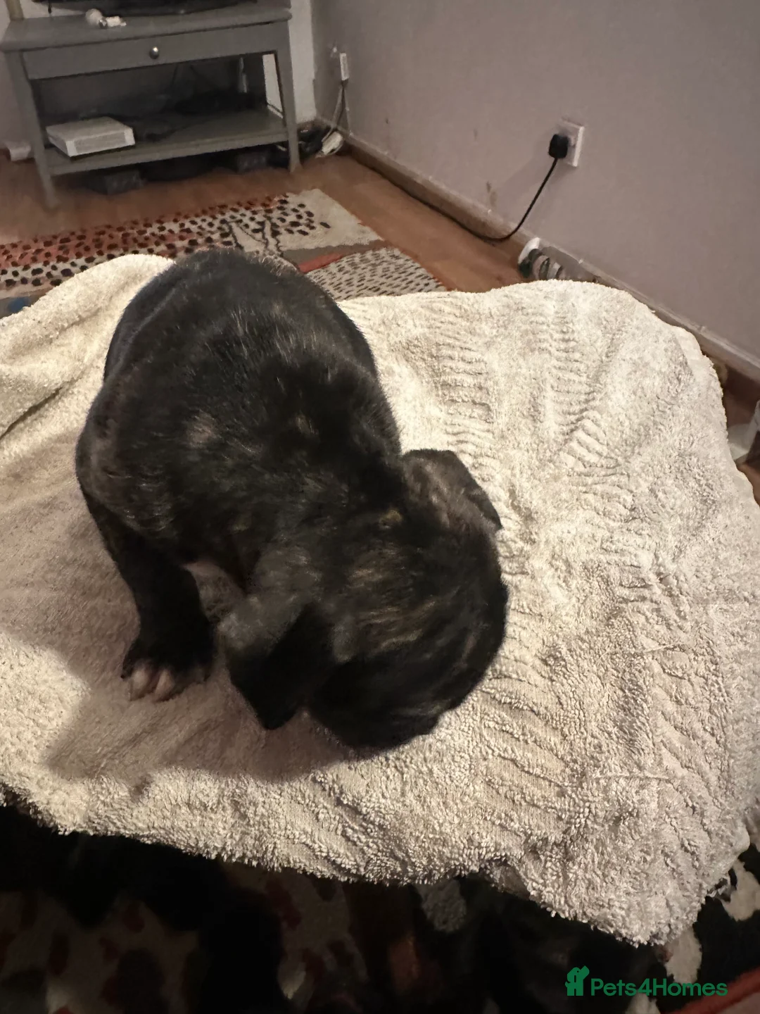 Mixed Breed dogs for sale: Beautiful staffy puppies looking for forever home  - Advert 32