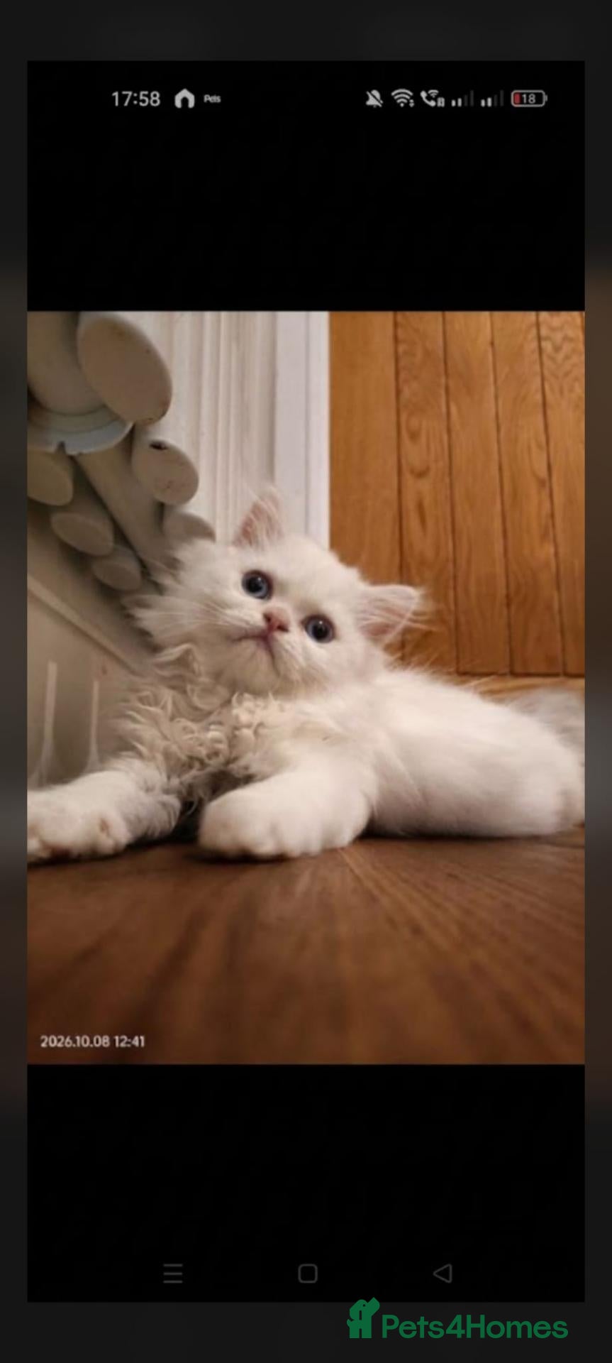Persian cats Beautiful Persian kittens - Advert 1