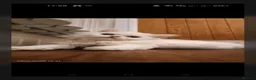 Persian cats for sale: Beautiful Persian kittens - Advert 1
