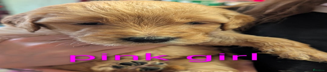 Goldendoodle Puppy 4