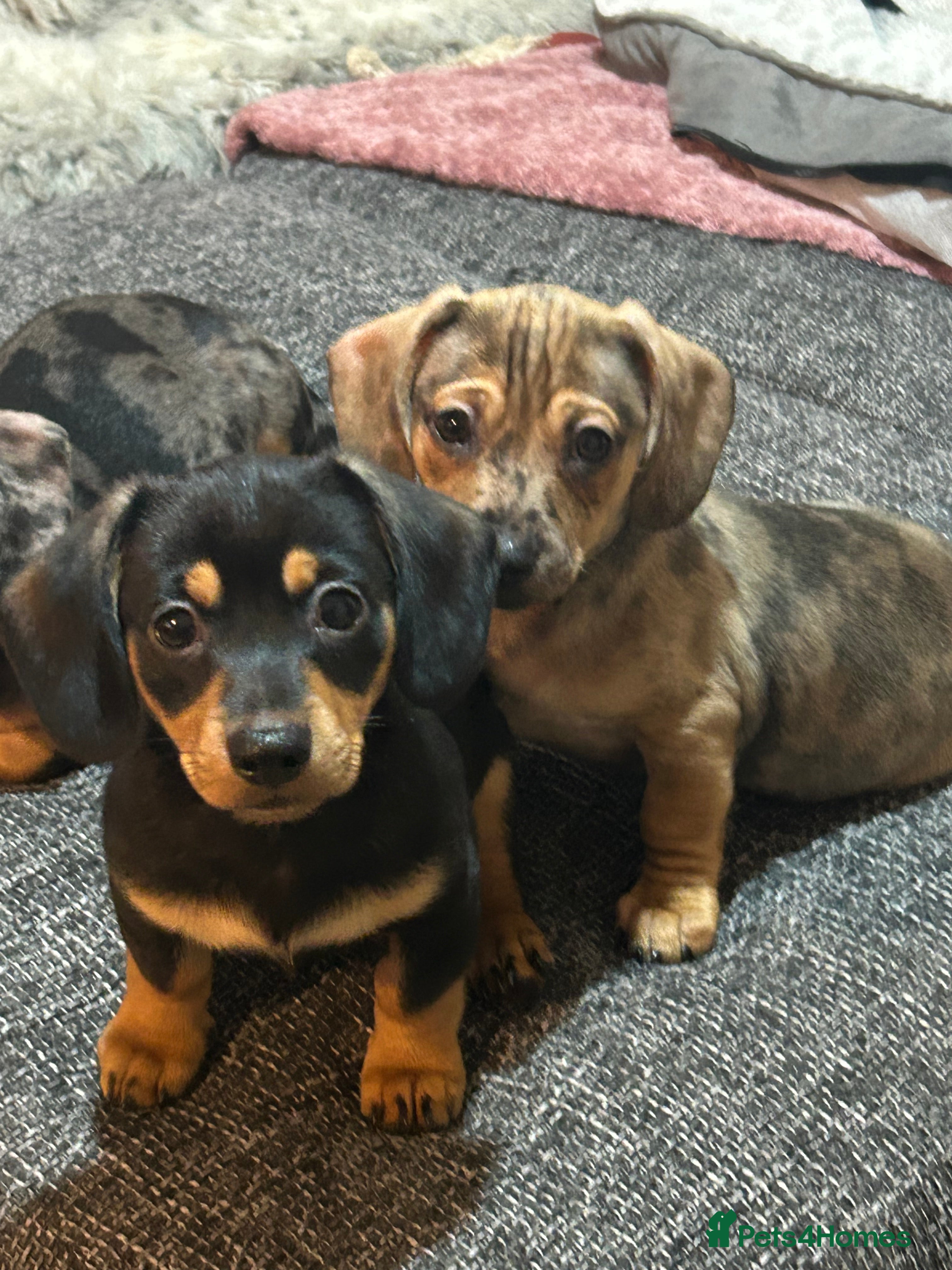 Dachshund dogs Stunning wee pups  - Advert 1