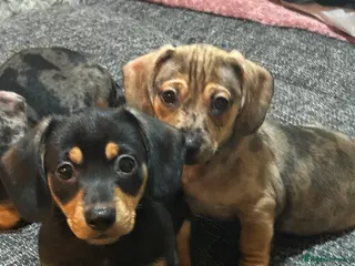 Dachshund dogs Stunning wee pups - Advert 1