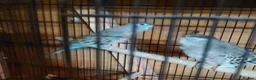 Parakeets birds for sale: Bourke parakeets pair  - Advert 10