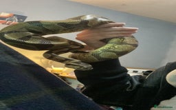 Python Snake reptiles for sale: Royal python for sale  - Image 1