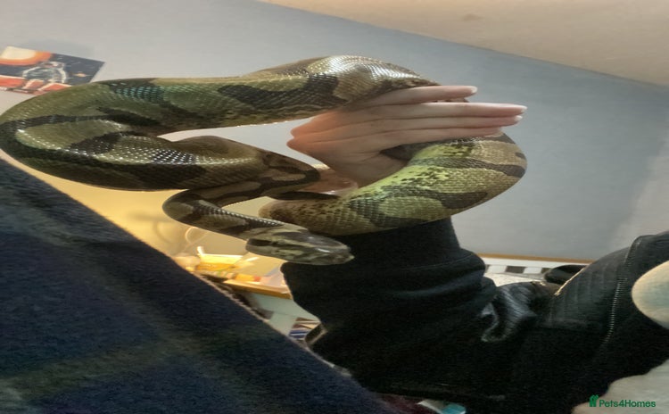 Python Snake reptiles - Advert 13