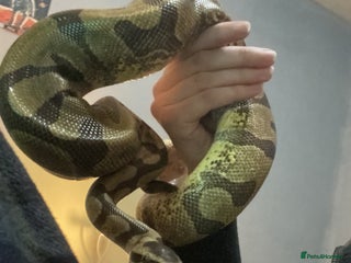 Python Snake reptiles - Advert 34