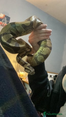 Python Snake reptiles - Advert 7
