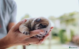 English Bulldog dogs for sale: Stunning litter of  English bulldog puppies - Image 9