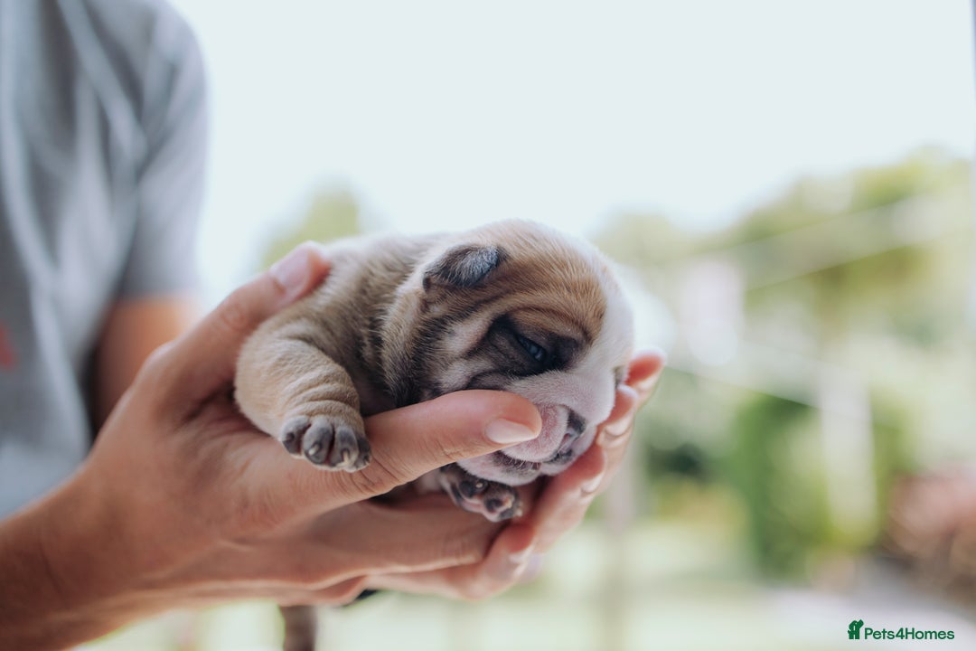 English Bulldog dogs for sale: Stunning litter of  English bulldog puppies - Image 9