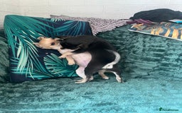 Chihuahua dogs for sale: Stunning chihuahua puppies  - Image 13