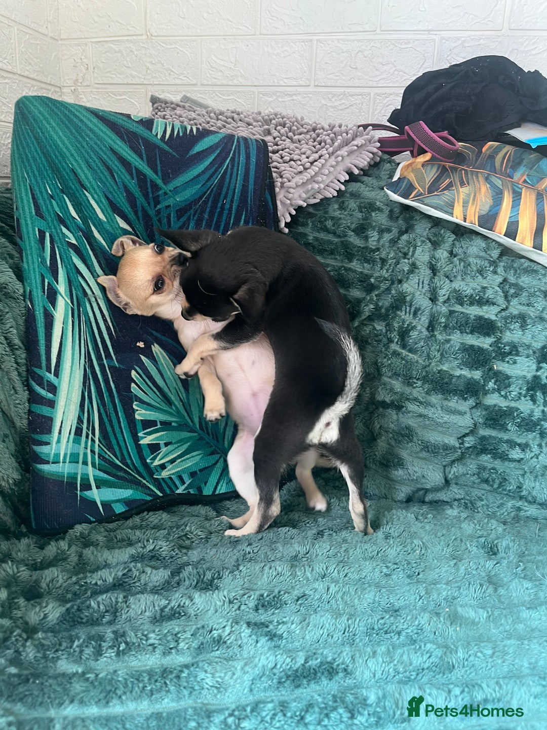 Chihuahua dogs for sale: Stunning chihuahua puppies  - Image 13
