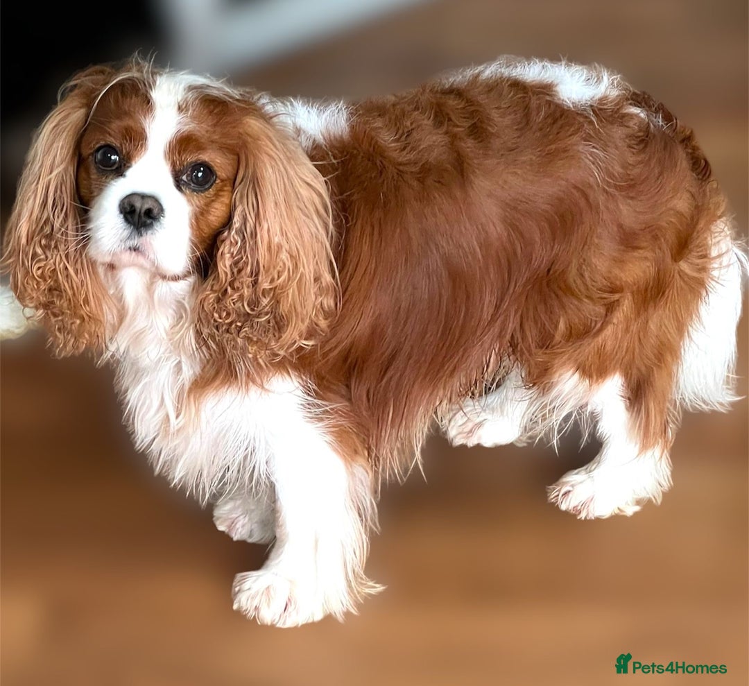 Cavalier King Charles Spaniel dogs for stud: Blenheim health tested stud ( not for sale ) in Glossop - Image 1