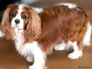 Cavalier King Charles Spaniel dogs Blenheim health tested stud ( not for sale ) in Glossop - Advert 1
