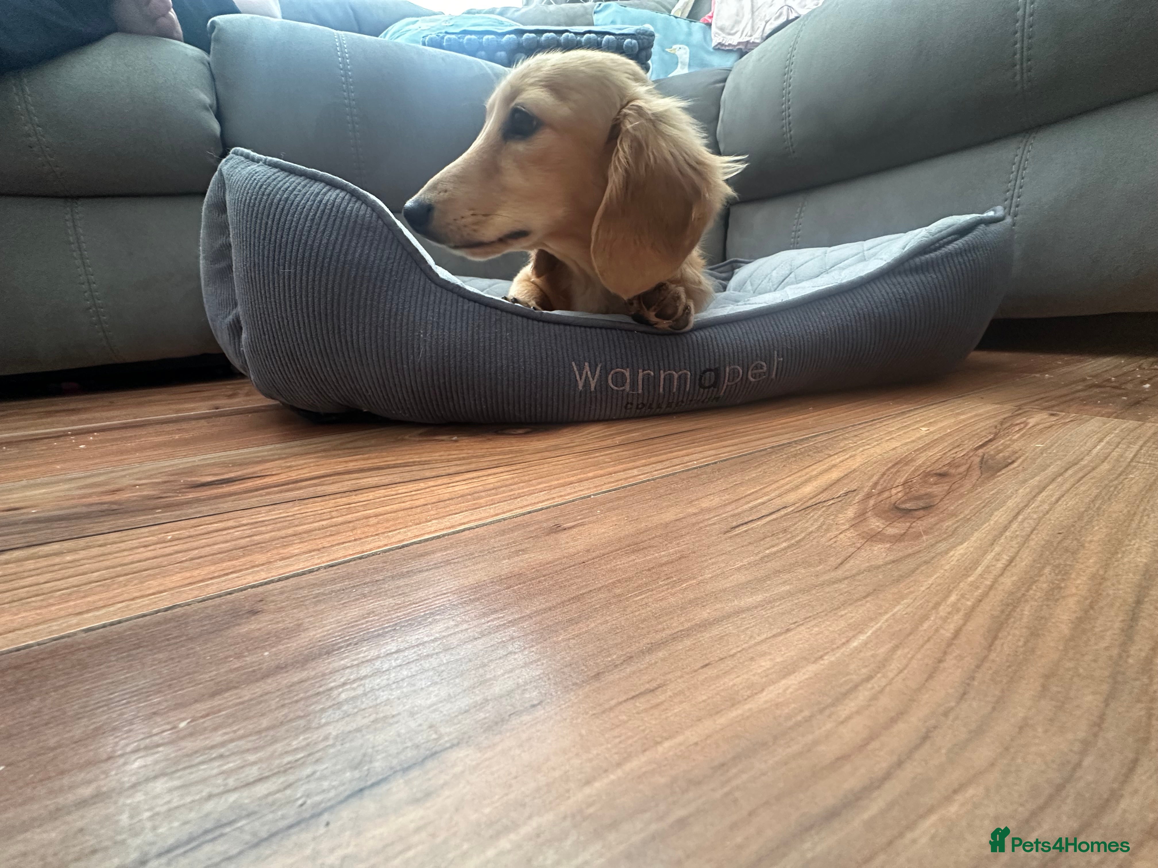 Miniature Dachshund dogs KC Miniature Long Haired Dachshund Cream Male - Advert 2