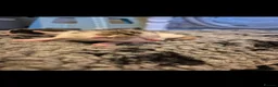 Mixed Breed cats for sale: Bengal Cross Kittens - Advert 7