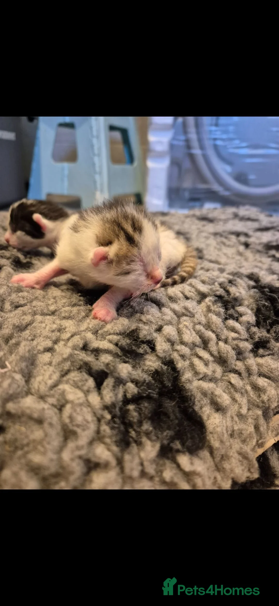 Mixed Breed cats for sale: Bengal Cross Kittens - Advert 7