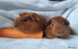 Guinea Pig rodents for sale: Baby Guinea pigs - Image 5