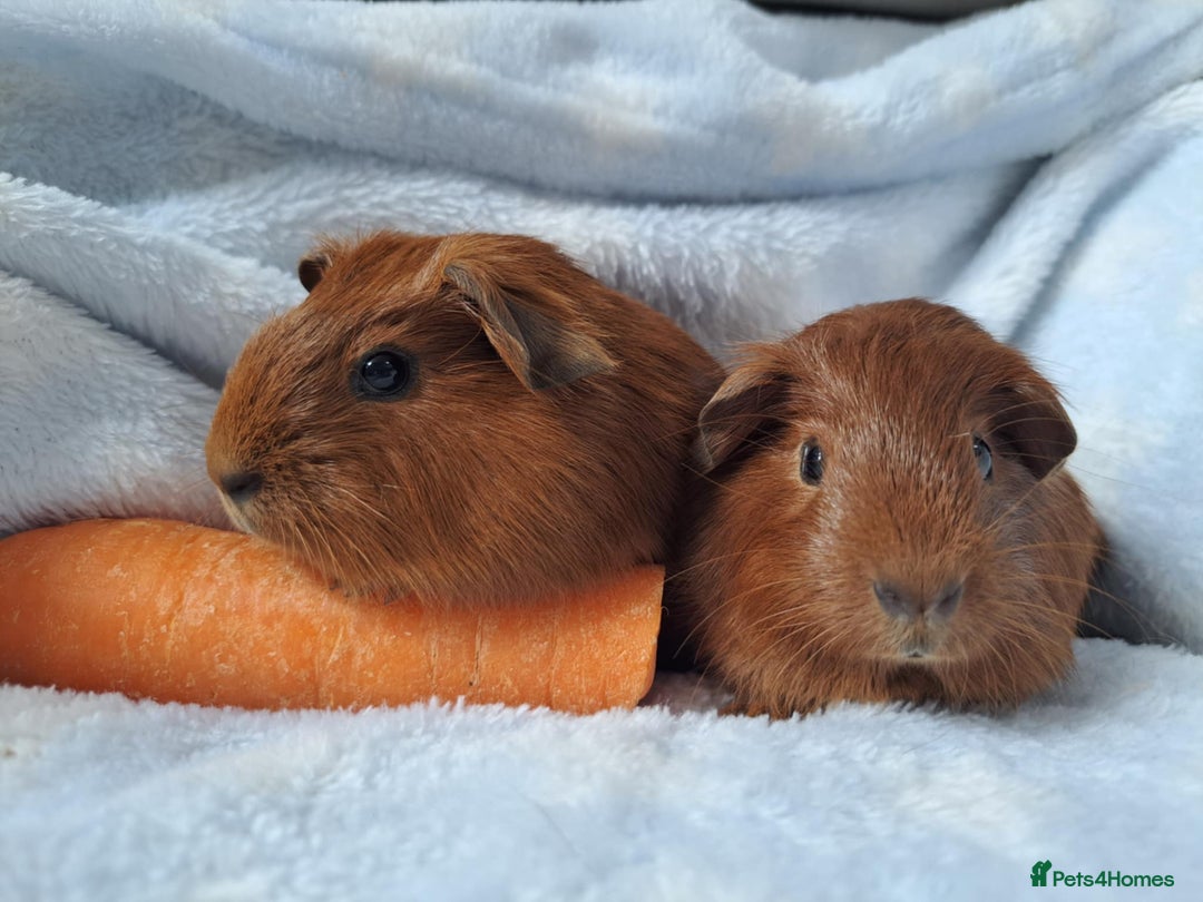 Guinea Pig rodents for sale: Baby Guinea pigs - Image 5