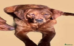 Golden Retriever dogs for sale: Fully health tested kennel club registered puppies - Image 7