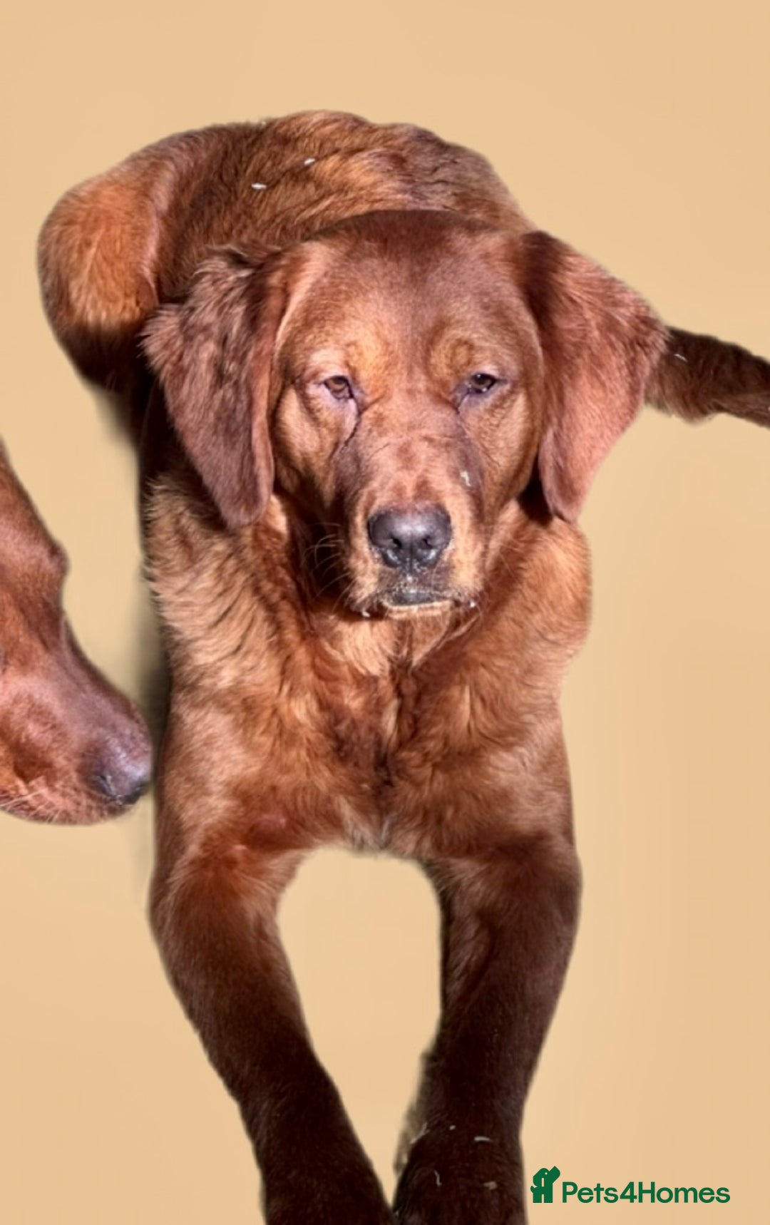 Golden Retriever dogs for sale: Fully health tested kennel club registered puppies - Image 7