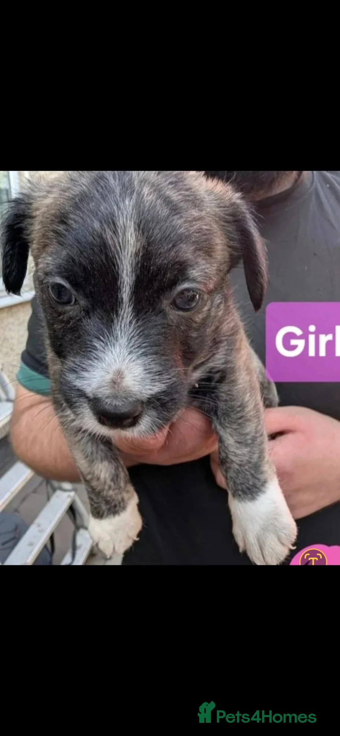 Mixed Breed dogs for sale: Stunning Westiejack Pups  - Advert 4