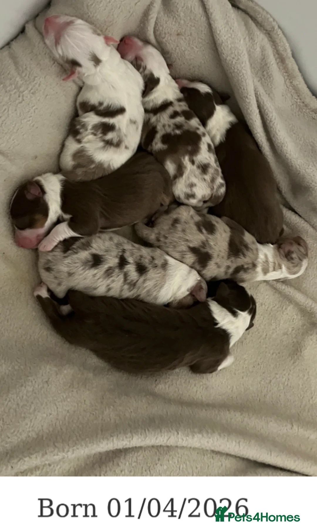 Australian Shepherd dogs for sale: Australian Shepherd Pedigree Puppies - Advert 2