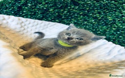 British Shorthair cats for sale: British shorthair kittens  - Image 26