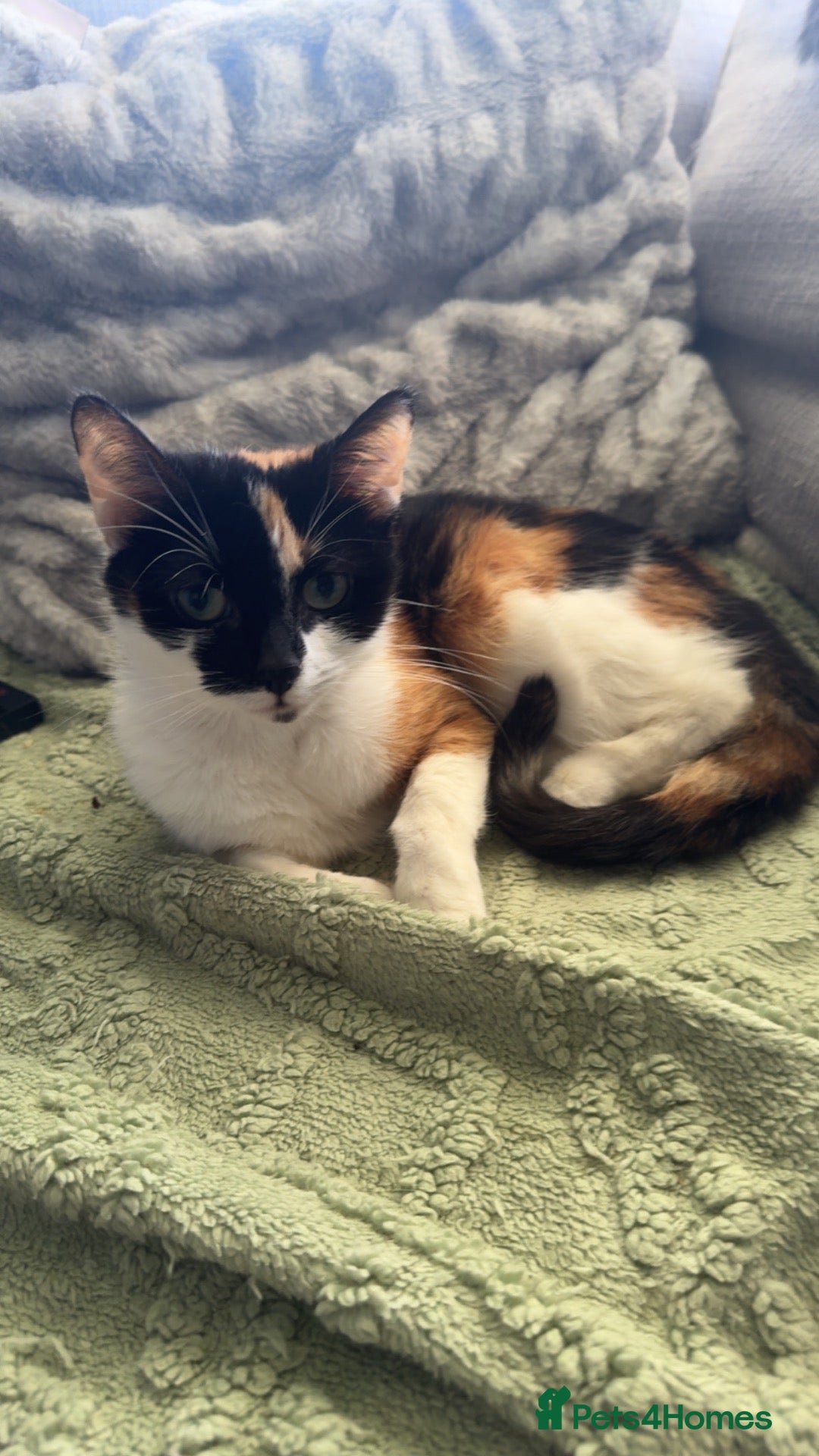 Domestic Shorthair cats for sale: REHOMING MY GIRL  - Advert 7