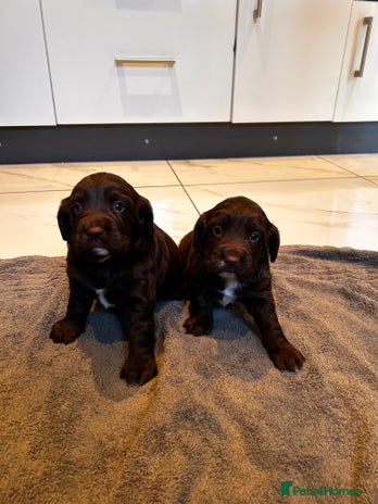 Cocker Spaniel dogs Two beautiful chocolate cocker spaniels for sale - Advert 1