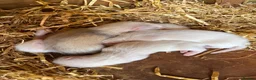 Ferret rodents for sale: ferrets  - Advert 7