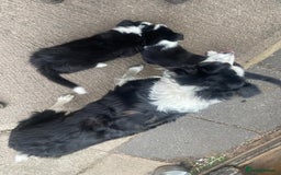 Border Collie dogs for sale: Male border collie pup - Image 4