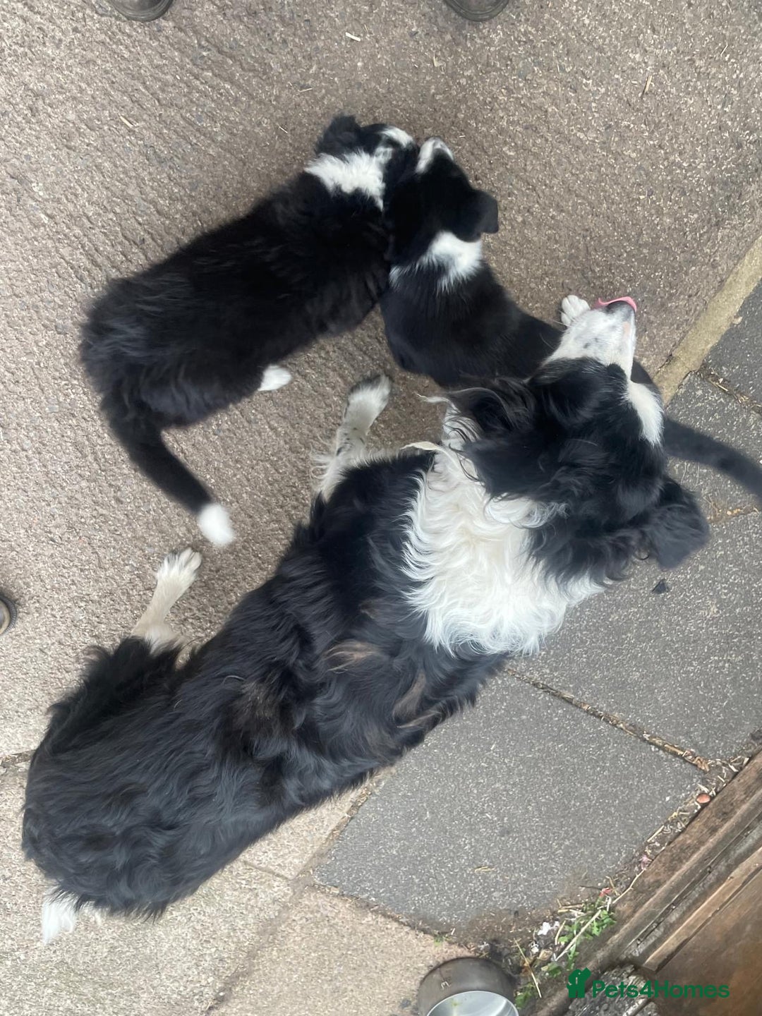 Border Collie dogs for sale: Male border collie pup - Image 4