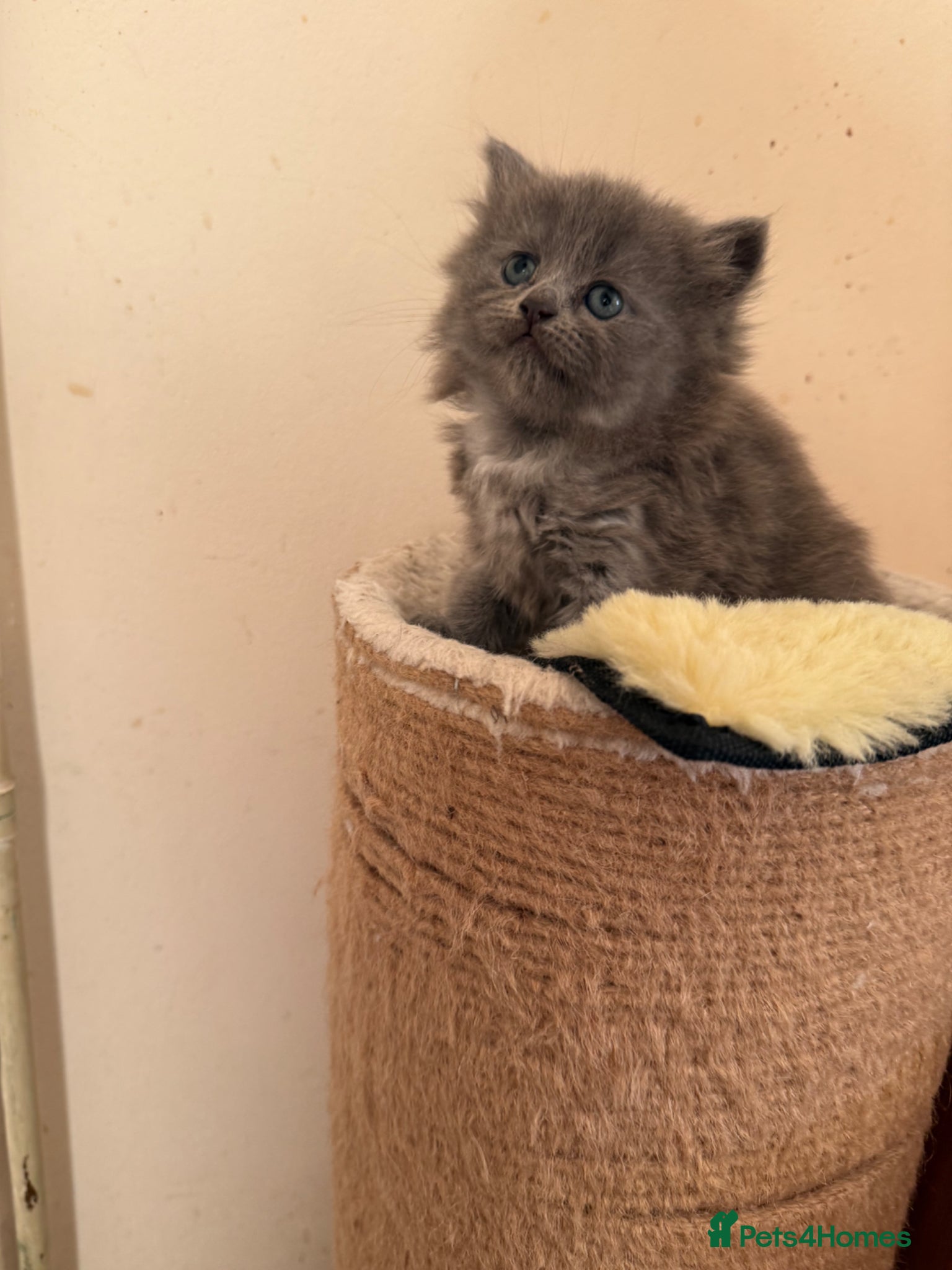 Scottish Fold cats Scottish fold female kitten ready for reservation  - Advert 6