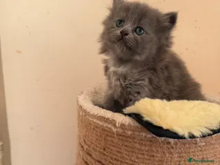 Scottish Fold cats Scottish fold female kitten ready for reservation - Advert 12