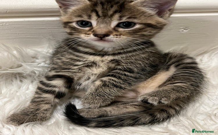Domestic Shorthair cats - Advert 17