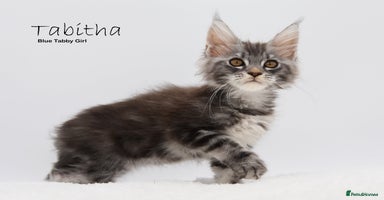 Maine Coon cats - Advert 8