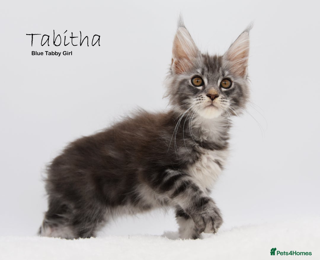 Maine Coon cats for sale: Stunning Mainecoon Kittens  - Image 2