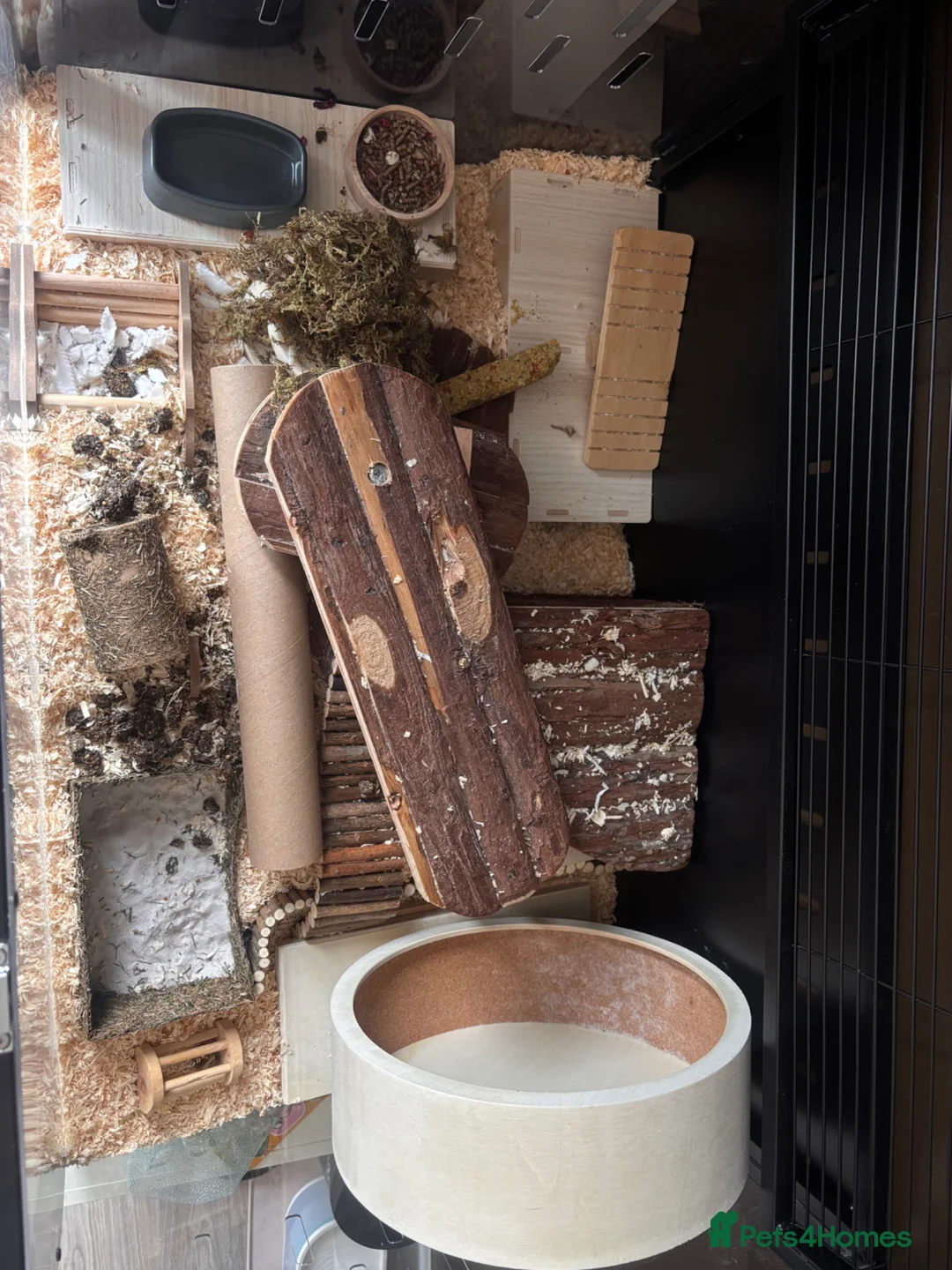 Hamster rodents for sale: Syrian hamster with full set up  in Sandbach - Advert 2