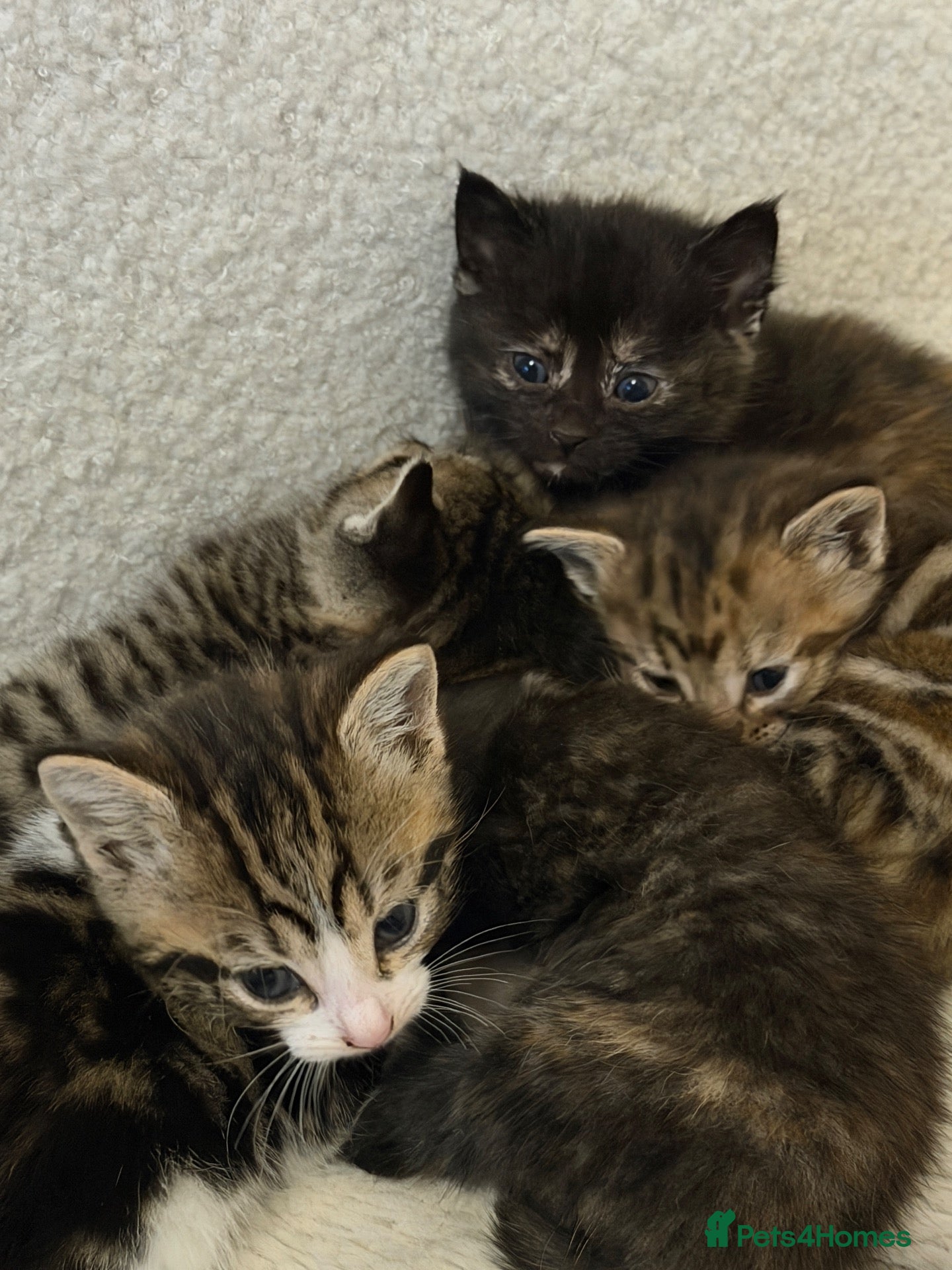 Mixed Breed cats 5 mixed kittens for sale  - Advert 5