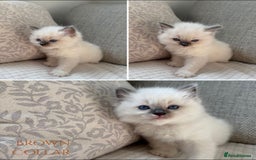 Ragdoll cats for sale: True to type, pure bred Ragdoll kittens  - Image 4