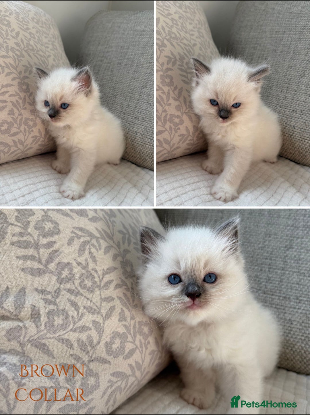 Ragdoll cats for sale: True to type, pure bred Ragdoll kittens  - Image 4