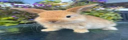 Mini Lop rabbits for sale: Mini lop / Mini lop cross orange / black bunnies - Advert 13